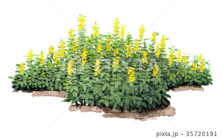黄色い花　リシマキアのイラスト 35720191