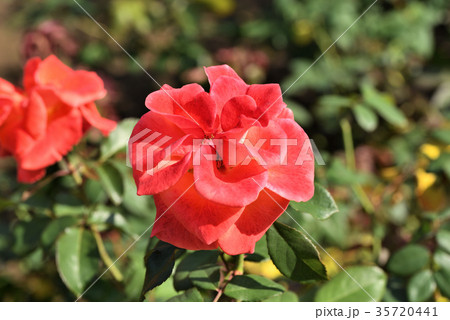 バラ（テキーラ） 35720441