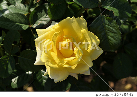 バラ（ファルツァーゴールド） 35720445