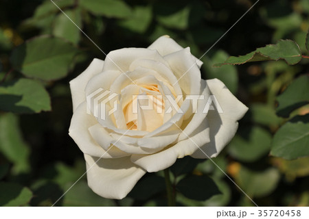 バラ（ホワイトクリスマス） 35720458
