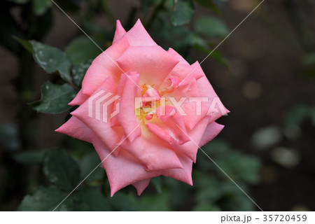 バラ(プリンセスサヤコ) バラ(プリンセスサヤコ) 35720459