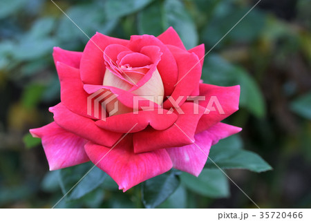 バラ（クローネンブルグ） 35720466