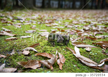 切り株と枯葉 35720554