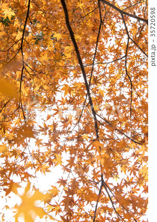 紅葉 35720598
