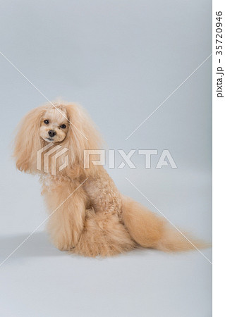 トイプードルとシーズーのミックスの写真素材