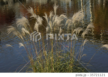 ススキ穂 水景園 ススキ穂 水景園 35721121