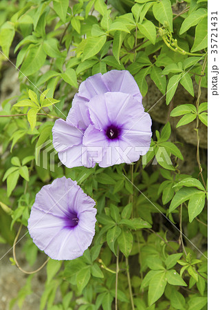 紅葉昼顔 紅葉昼顔 35721431