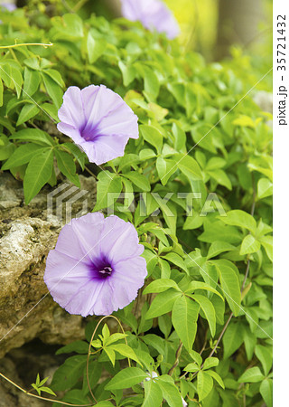 紅葉昼顔 紅葉昼顔 35721432