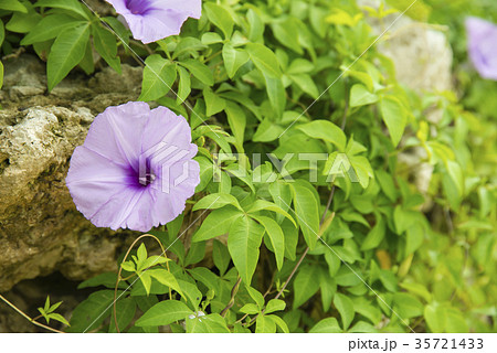 紅葉昼顔 35721433