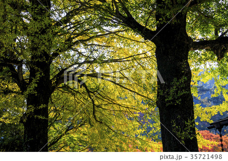 雷山千如寺大悲王院の紅葉 雷山千如寺大悲王院の紅葉 35721498