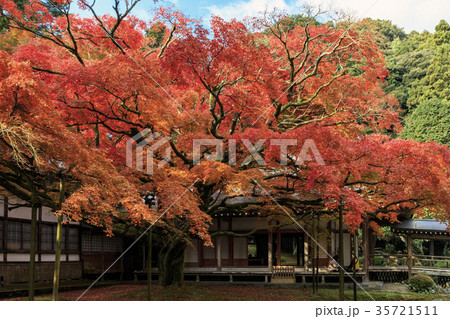 雷山千如寺大悲王院の紅葉 35721511