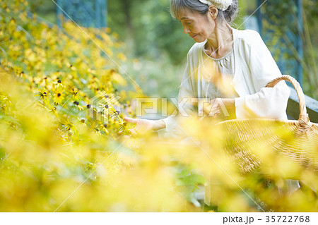 庭で花を摘むシニア女性の写真素材