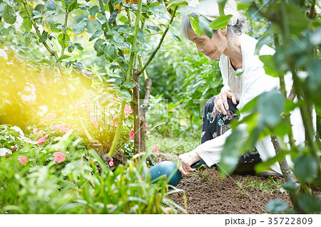 ガーデニングをするシニア女性 35722809