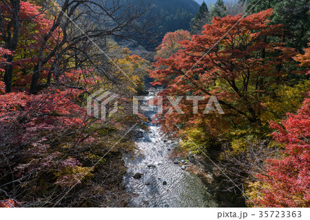大芦渓谷の紅葉 大芦渓谷の紅葉 35723363