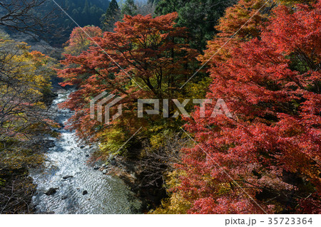 大芦渓谷の紅葉 35723364