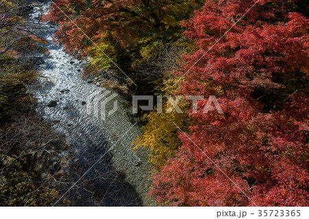 大芦渓谷の紅葉 35723365