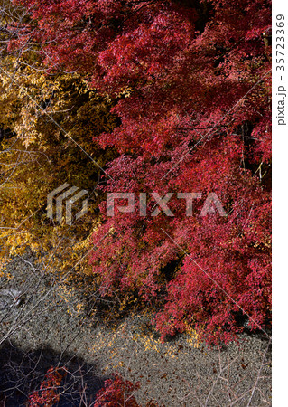 大芦渓谷の紅葉 35723369