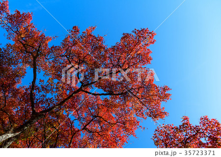 大芦渓谷の紅葉 35723371