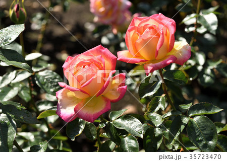 バラ（朝雲） 35723470