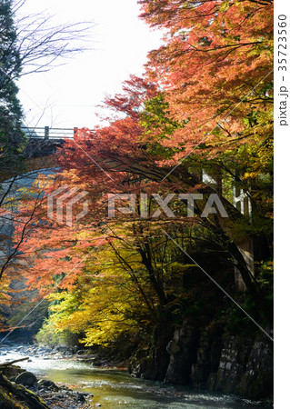 大芦渓谷の紅葉 35723560