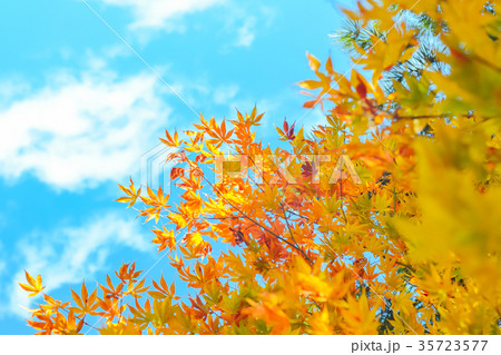 Autumn season of tree and leaves 35723577