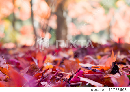 Autumn season of tree and leaves Autumn season of tree and leaves 35723663