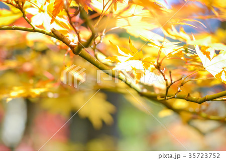 Autumn season of tree and leaves  in Japan 35723752