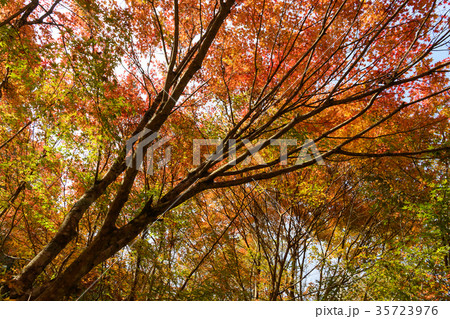大芦渓谷の紅葉 35723976