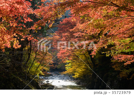 大芦渓谷の紅葉 35723979