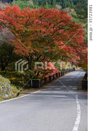 大芦渓谷の紅葉 35723981