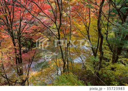 大芦渓谷の紅葉 35723983
