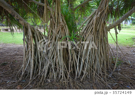 Pandanus tectorius or Pandanus odoratissimus 35724149