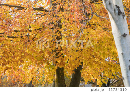Glowing beech tree Glowing beech tree 35724310