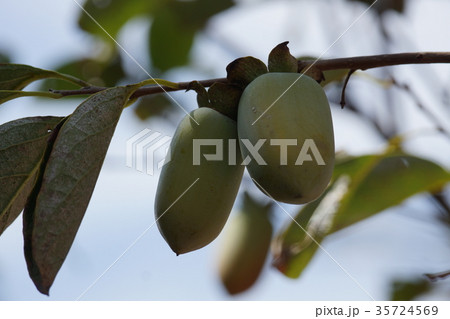 カキノキ科 食用 口に入れる 35724569
