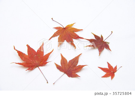 紅葉のイメージ 紅葉のイメージ 35725804