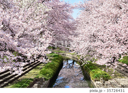 桜並木　元荒川 35726431