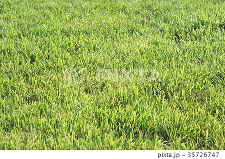 Freshness beauty of green lawn after rain 35726747