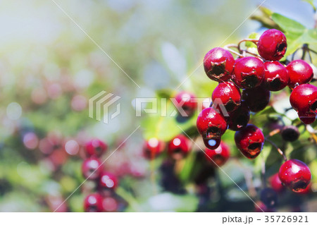 Hawthorn berries on a green branch Hawthorn berries on a green branch 35726921