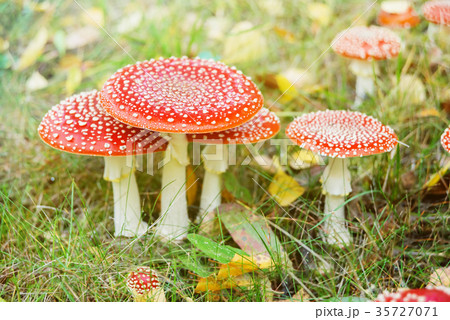 Mushrooms fly agarics in forest 35727071