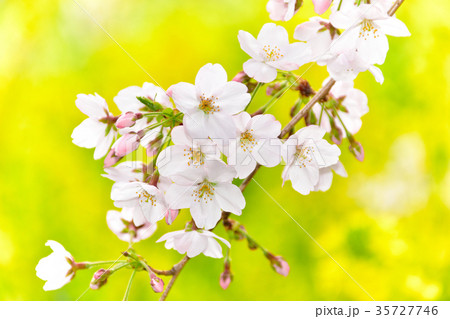 染井吉野 菜の花 染井吉野 菜の花 35727746