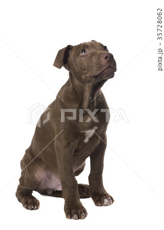 Brown pitbull puppy sitting and looking up 35728062