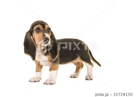 Standing basset artesien normand puppy Standing basset artesien normand puppy 35728150