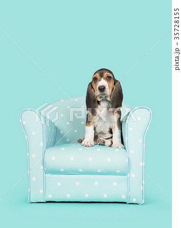 French basset puppy sitting in a blue chair 35728155