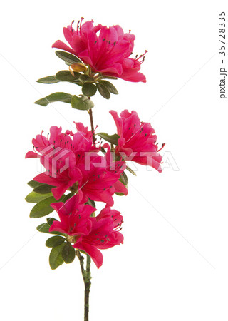 Single branch with pink blosseming flowers Single branch with pink blosseming flowers 35728335