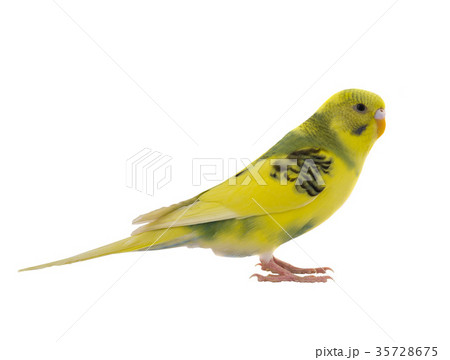 yellow budgie 35728675