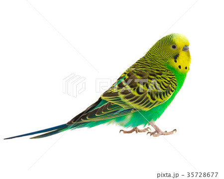 green budgie 35728677