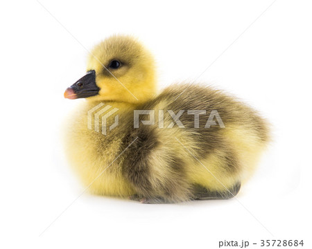 chicken goose 35728684