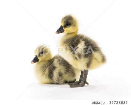 chickens goose 35728685