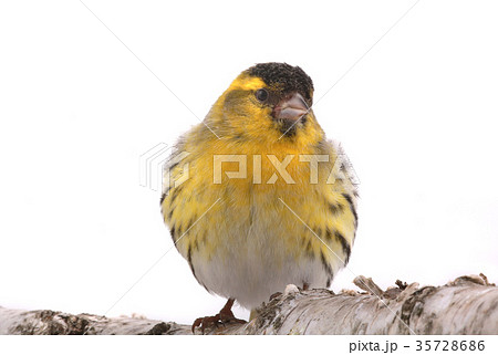 male siskin male siskin 35728686