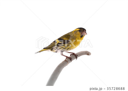 male siskin 35728688